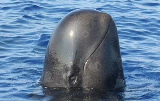 blob.png
