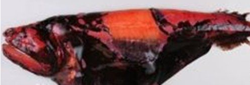 blob.png