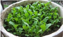 <strong>只需三步，长的神速还绿油油，阳台盆栽小白菜</strong>
