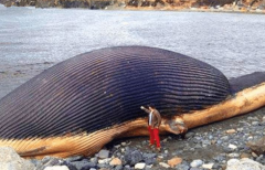 男子在海边发现奇怪生物，专家鉴定后告诉男子