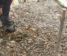 <strong>男子河流打捞起一堆软黄金，靠近查看后全身发</strong>